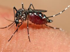 Κουνούπια χωρίς «χειμερινή παύση»: Πώς η κλιματική αλλαγή μεγαλώνει τη σεζόν και τις απειλές