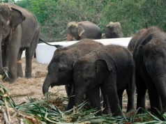 Η Ταϊλάνδη βάζει τους ελέφαντες σε αντισύλληψη καθώς εκτοπίζονται από το φυσικό τους περιβάλλον