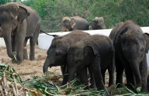 Η Ταϊλάνδη βάζει τους ελέφαντες σε αντισύλληψη καθώς εκτοπίζονται από το φυσικό τους περιβάλλον