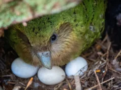 Καθήκον των Νεοζηλανδών να σώσουν τα αγαπημένα κακάπο: Η σοδειά μούρων δίνει ελπίδα