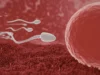 Τα σπερματοζωάρια των ανδρών κινούνται ταχύτερα το καλοκαίρι απ’ ό,τι τον χειμώνα