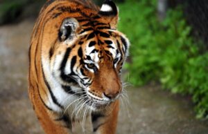 Ταϊλάνδη: 72 τίγρεις πέθαναν από εξαιρετικά μεταδοτικό ιό σε ζωολογικό πάρκο