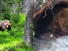 Οι καφέ αρκούδες της Σουηδίας σώθηκαν από την εξαφάνιση – θα τις αφανίσει ξανά το ετήσιο κυνήγι;