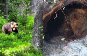 Οι καφέ αρκούδες της Σουηδίας σώθηκαν από την εξαφάνιση – θα τις αφανίσει ξανά το ετήσιο κυνήγι;