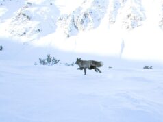 Tη θεωρούσαν εξαφανισμένη για 16 χρόνια: Η αλεπού – φάντασμα που «κυνηγούν» οι επιστήμονες