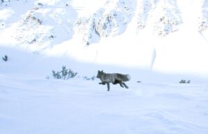 Tη θεωρούσαν εξαφανισμένη για 16 χρόνια: Η αλεπού – φάντασμα που «κυνηγούν» οι επιστήμονες