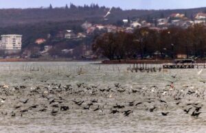 Η ηχορύπανση επηρεάζει τη συμπεριφορά των πτηνών σύμφωνα με νέα μελέτη