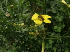 Ποιοι είναι οι επικονιαστές και τι είναι η επικονίαση;