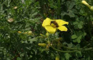 Ποιοι είναι οι επικονιαστές και τι είναι η επικονίαση;