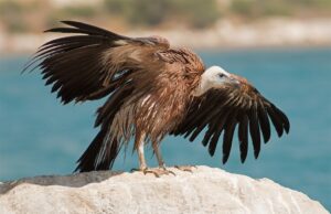 Σιωπηλή εξαφάνιση: Ο γύπας παλεύει να επιβιώσει στην Κύπρο