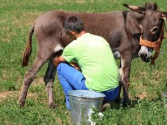 Γάλα γαϊδούρας: Ο διατροφικός θησαυρός που επιστρέφει δυναμικά