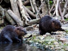 Οι κάστορες είναι οι μηχανικοί της φύσης κατά της κλιματικής αλλαγής