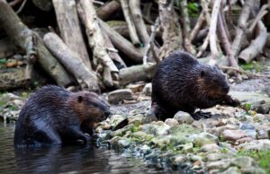 Οι κάστορες είναι οι μηχανικοί της φύσης κατά της κλιματικής αλλαγής