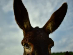 Τα ισπανικά «γαϊδούρια-πυροσβέστες» που εδώ και δέκα χρόνια κρατούν τη Ντονιάνα χωρίς φωτιές