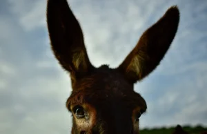Τα ισπανικά «γαϊδούρια-πυροσβέστες» που εδώ και δέκα χρόνια κρατούν τη Ντονιάνα χωρίς φωτιές