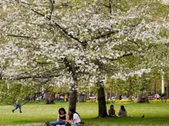 Η γύρη ήρθε για να μείνει και μάλιστα για μεγαλύτερο διάστημα: Πώς να προστατευτείτε