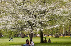 Η γύρη ήρθε για να μείνει και μάλιστα για μεγαλύτερο διάστημα: Πώς να προστατευτείτε
