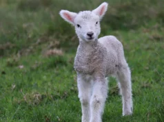Το κόστος της κλιματικής αλλαγής χτυπά τα σπίτια το Πάσχα: απόδειξη το πασχαλινό αρνί