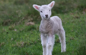 Το κόστος της κλιματικής αλλαγής χτυπά τα σπίτια το Πάσχα: απόδειξη το πασχαλινό αρνί