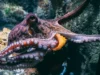 Ο παράξενος κόσμος του σεξ στα χταπόδια: ειδικό πλοκάμι καταθέτει σπέρμα
