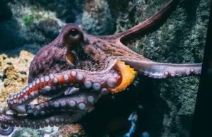 Ο παράξενος κόσμος του σεξ στα χταπόδια: ειδικό πλοκάμι καταθέτει σπέρμα