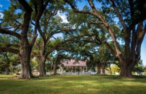 «Πράσινο χάσμα» στην Ευρώπη: Πώς τα δέντρα έγιναν… είδος πολυτελείας