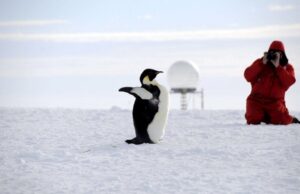 Επισήμως στα «απειλούμενα» είδη ο αυτοκρατορικός πιγκουίνος