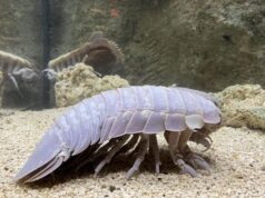 Ανακαλύφθηκε το μυστικό των πλασμάτων της αβύσσου που ζουν για χρόνια χωρίς τροφή