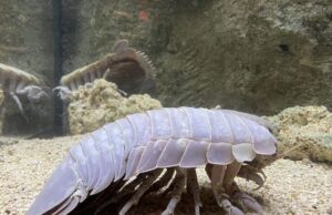 Ανακαλύφθηκε το μυστικό των πλασμάτων της αβύσσου που ζουν για χρόνια χωρίς τροφή