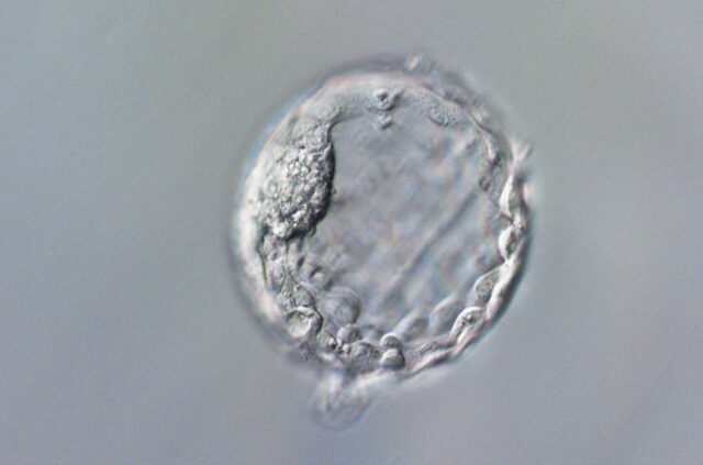 on_edited_embryos