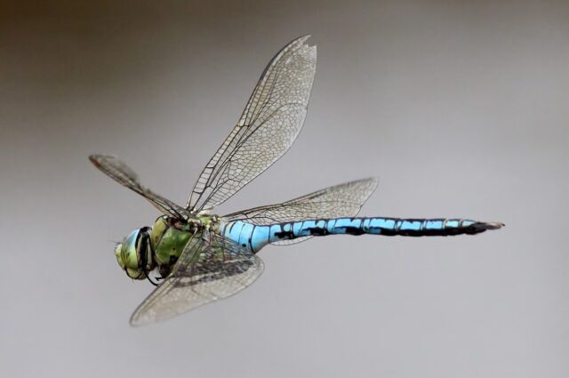 Emperor-Dragonfly